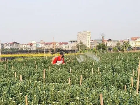 Làng hoa Tây Tựu tất bật chuẩn bị vụ hoa Tết