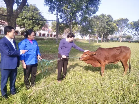 Thanh Hoá: Trao tặng 12 con bò sinh kế cho người dân tại Quảng Xương