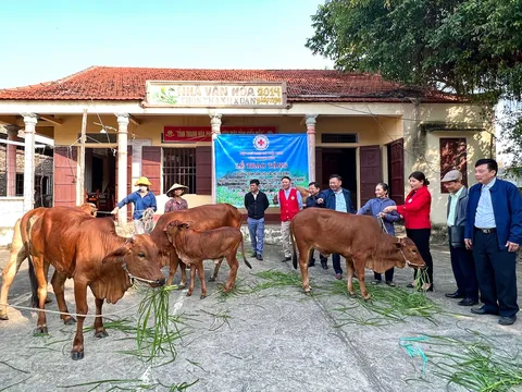 Thanh Hóa: Trao bò giống sinh sản cho 06 hộ ngư dân nghèo, khó khăn xã Hoằng Hải