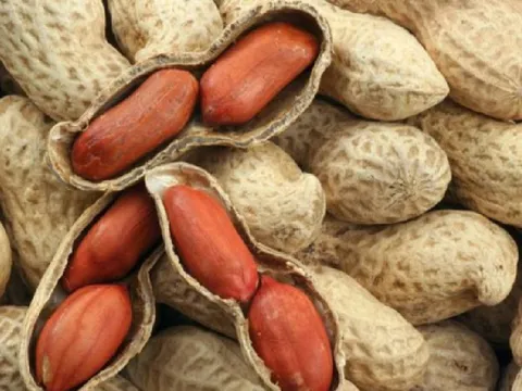 Những lợi ích của củ lạc