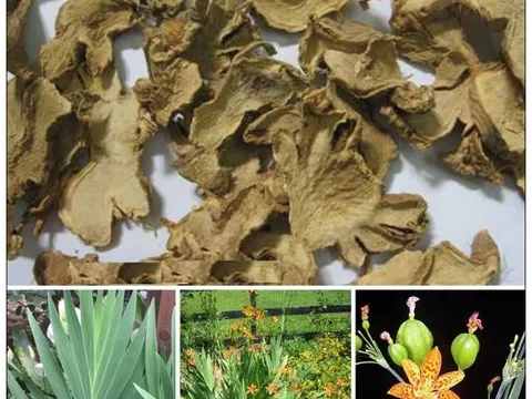 Một số bài thuốc có tác dụng trị viêm họng