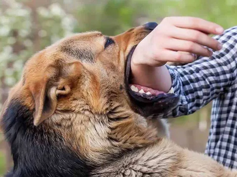 Gia tăng các trường hợp tử vong do bệnh dại