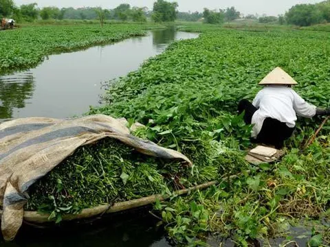 Rau muống giàu dinh dưỡng nhưng lại là loại rau có nguy cơ gây ngộ độc thực phẩm