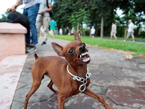 Bác sĩ lý giải vì sao người bị chó cắn nhiều năm mới tử vong vì bệnh dại