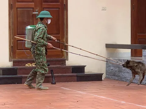 Số ca tử vong do bệnh dại tăng đột biến trong tháng đầu năm