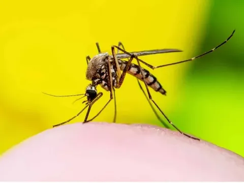 Làm gì để giảm ảnh hưởng của “mối đe dọa toàn cầu đối với sức khỏe cộng đồng”: Sốt xuất huyết?