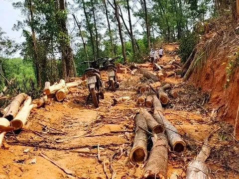 Lợi dụng tỉa thưa rừng phòng hộ một đối tượng ngang nhiên chặt hạ rừng trái phép