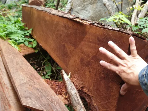 Quảng Bình: Liên tiếp phát hiện nhiều vụ phá rừng