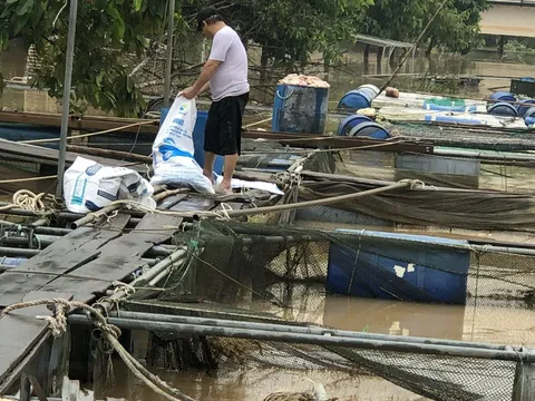 Thừa Thiên – Huế: Hàng tấn cá lồng của người dân sắp thu hoạch chết hàng loạt sau mưa lũ